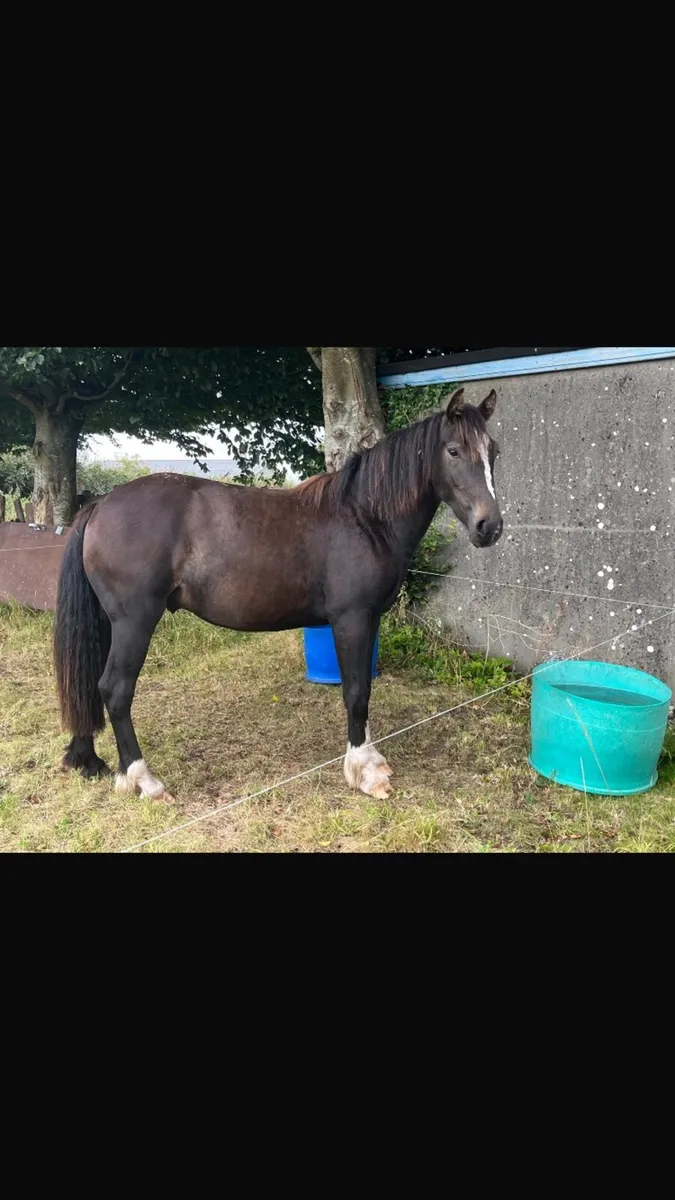 2year old Bay Gelding - Image 1