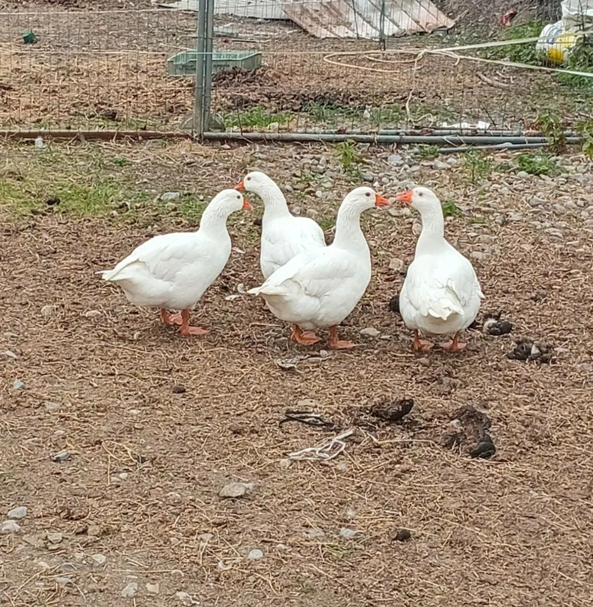 Czech geese, ducks , all female - Image 4