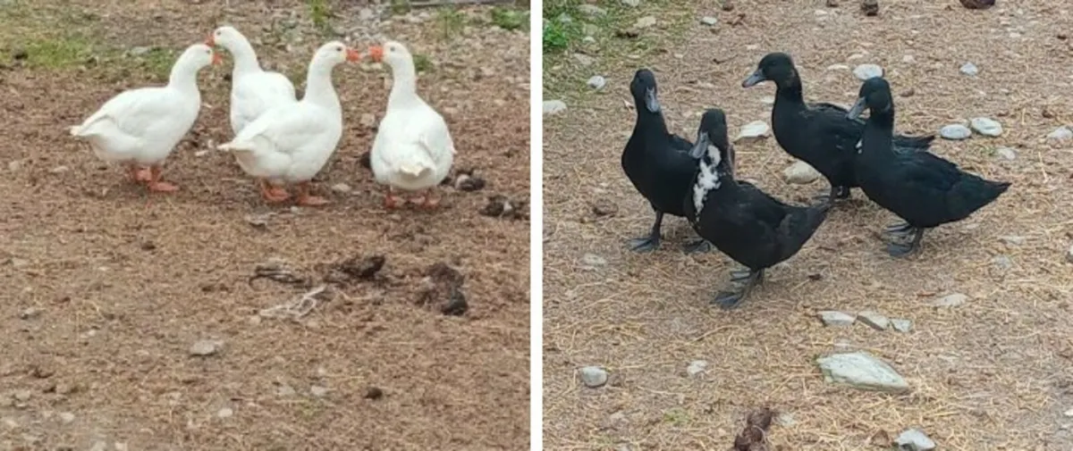 Czech geese, ducks , all female - Image 1