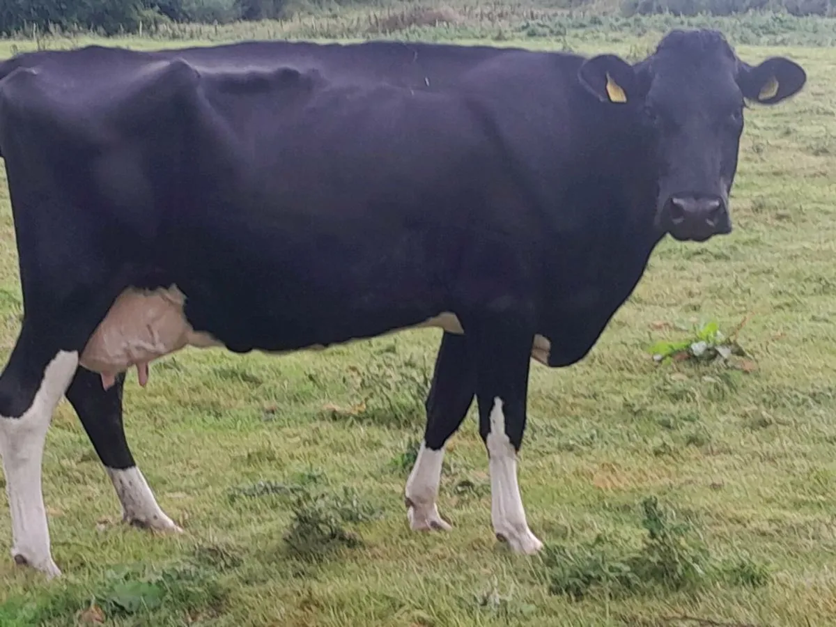 2 FR COWS - Image 1