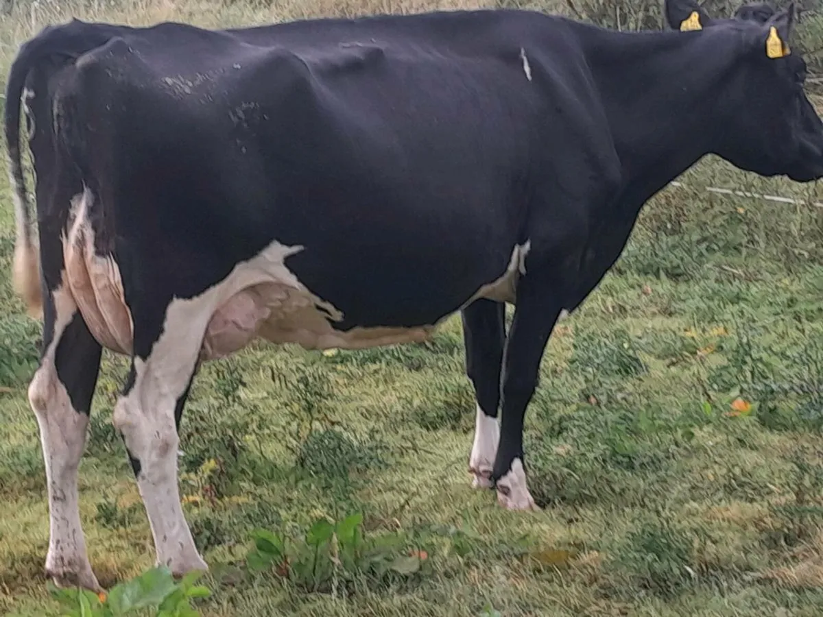 2 FR COWS - Image 2