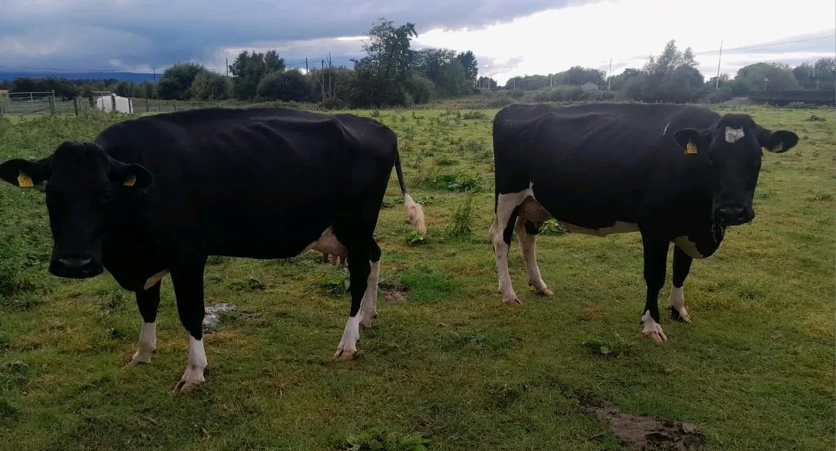 2 FR COWS - Image 3