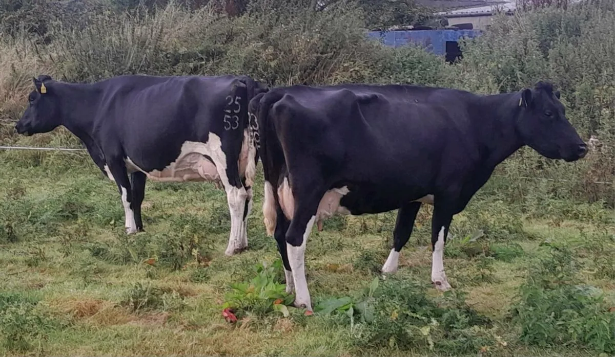2 FR COWS - Image 4