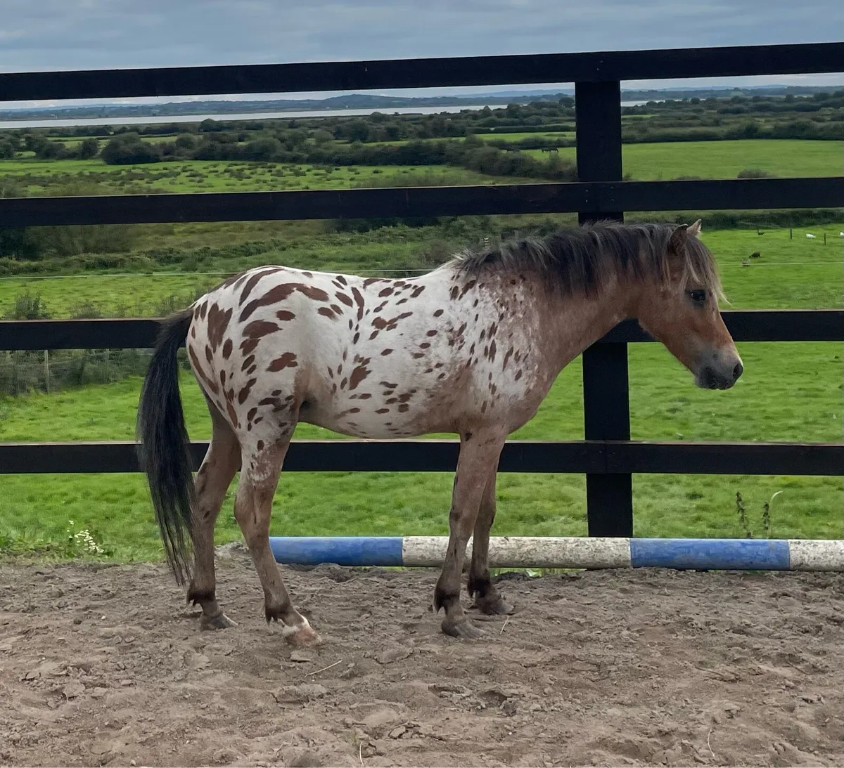 Appalousa colt (can be gelded) - Image 1