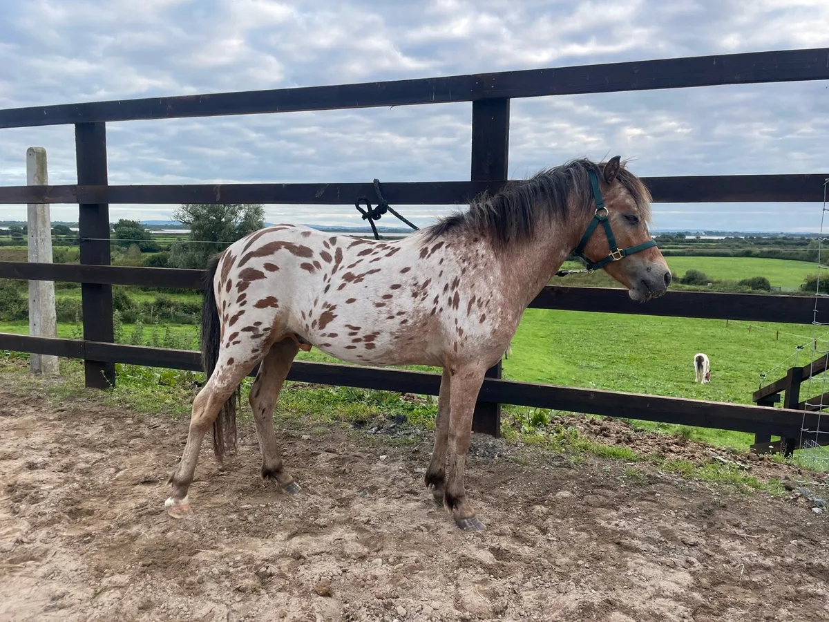Appalousa colt (can be gelded) - Image 2