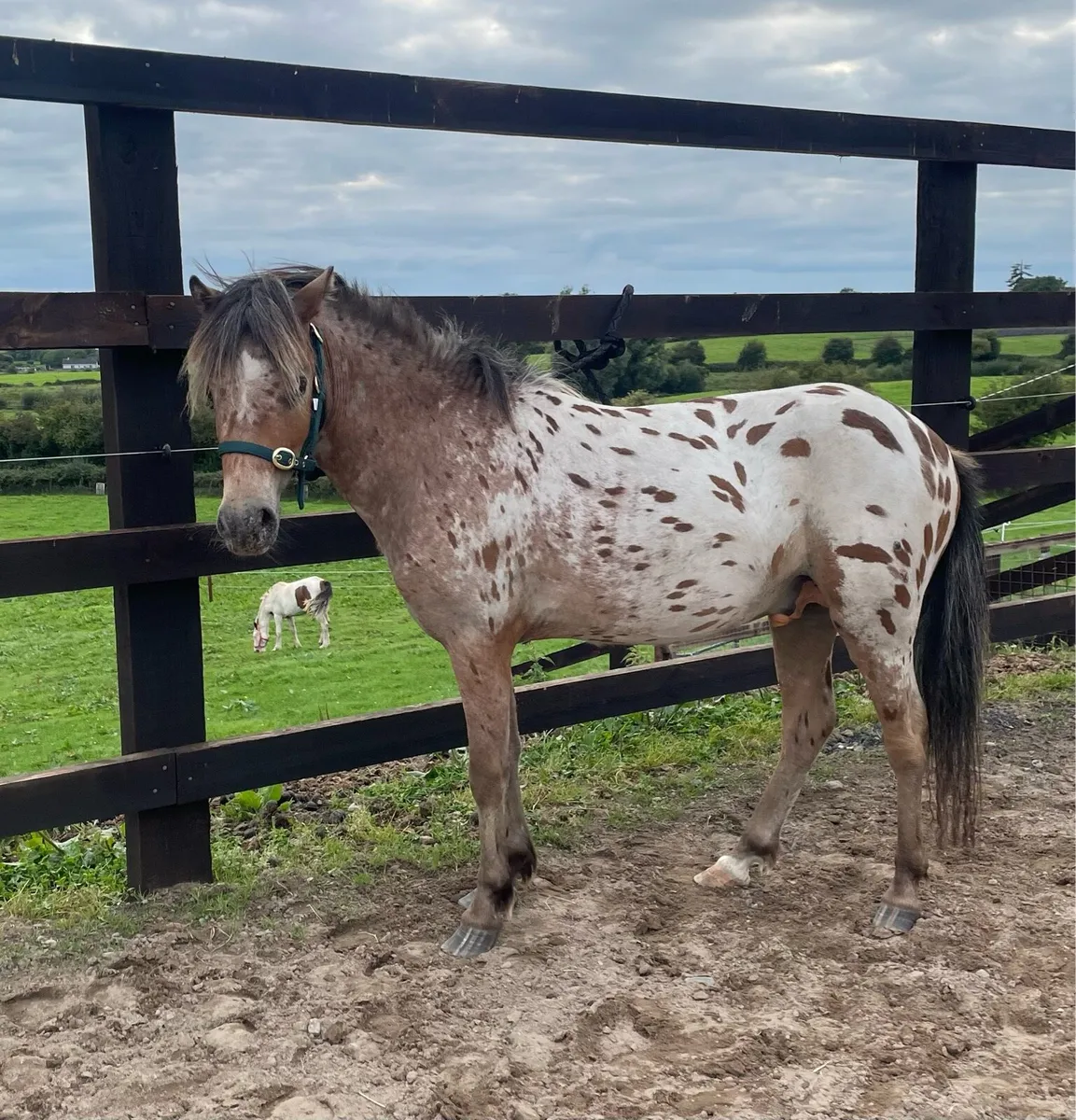 Appalousa colt (can be gelded) - Image 3