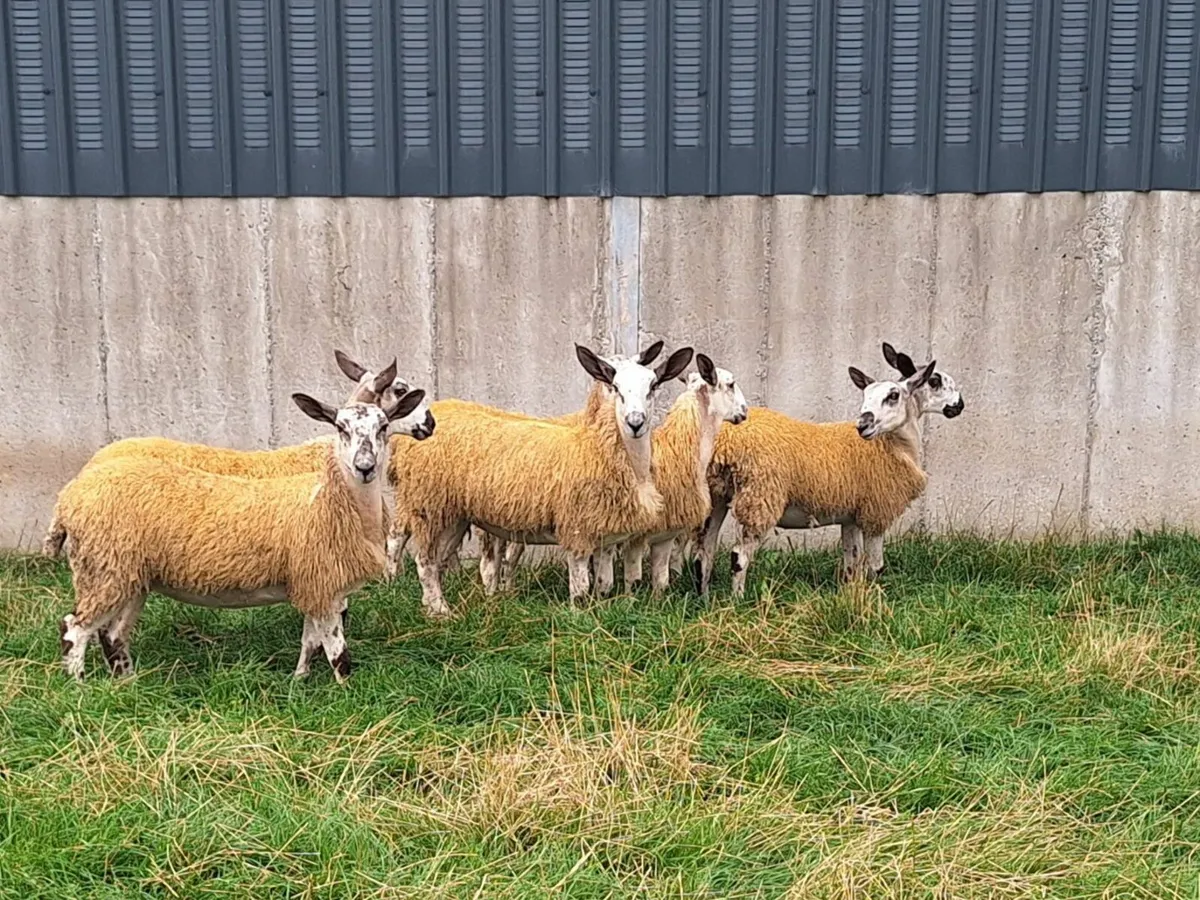Mule Ewe lambs for sale - Image 1