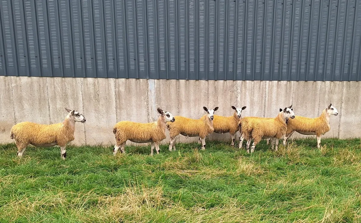 Mule Ewe lambs for sale - Image 2