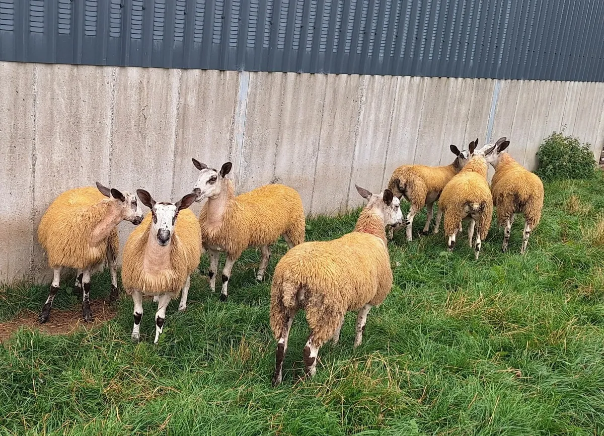 Mule Ewe lambs for sale - Image 3