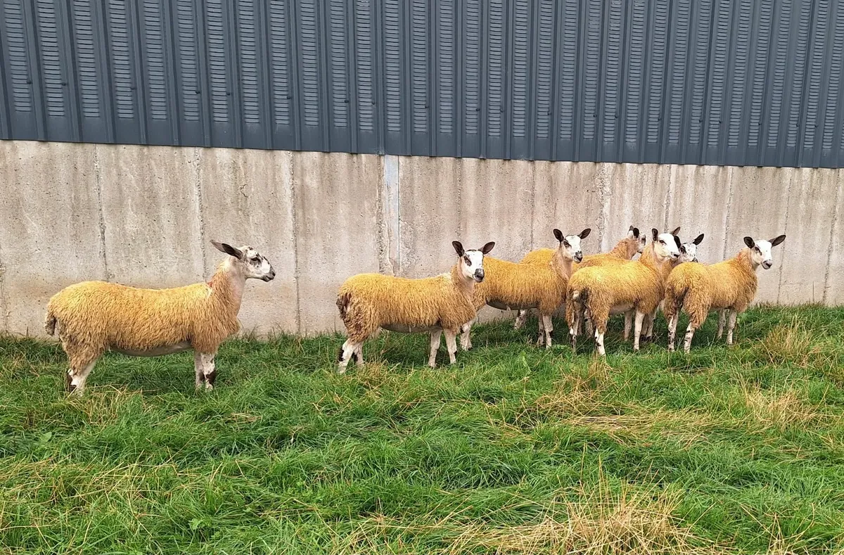 Mule Ewe lambs for sale - Image 4