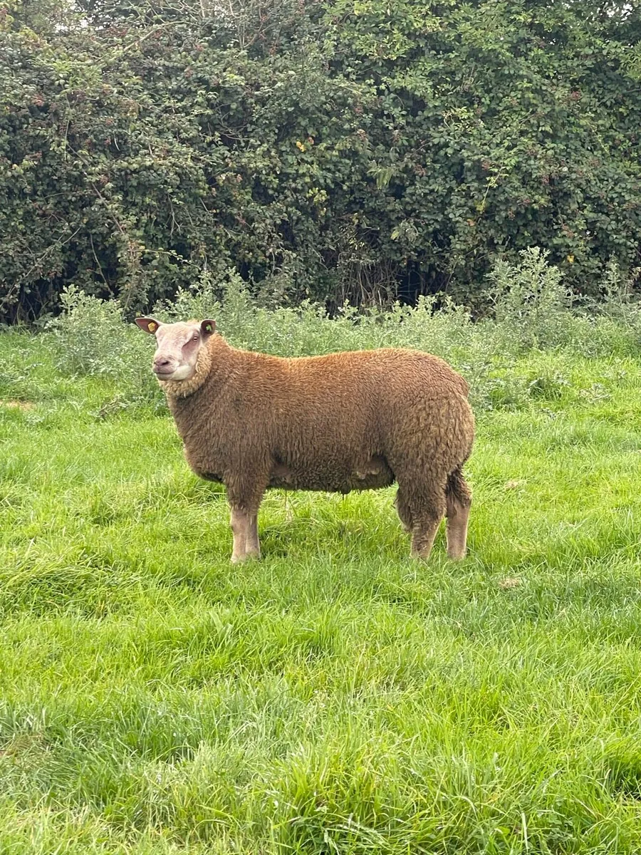 Charollais Rams for Athenry Mart 25th August - Image 1