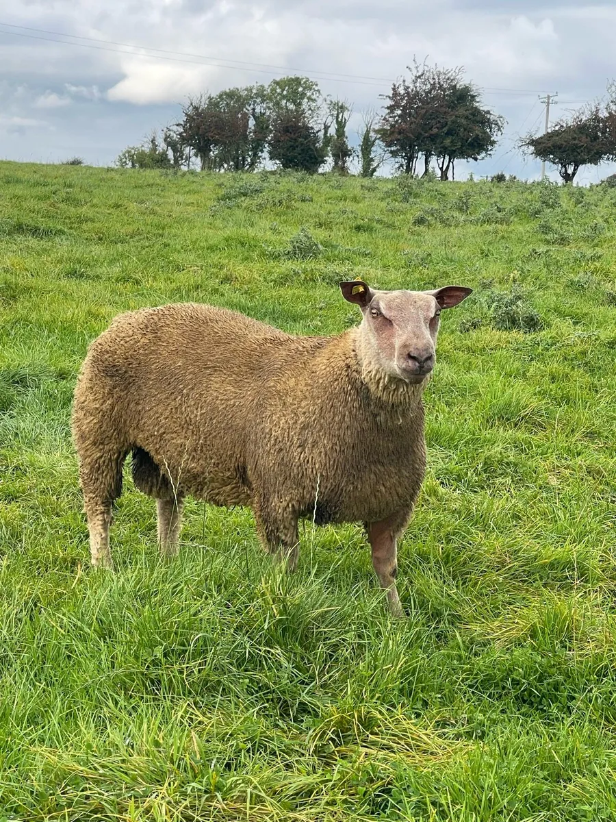 Charollais Rams for Athenry Mart 25th August - Image 3