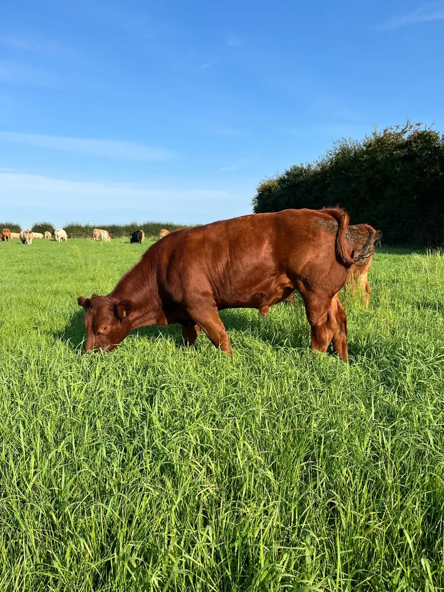 Cracking Ai bred continental bullocks - Image 1