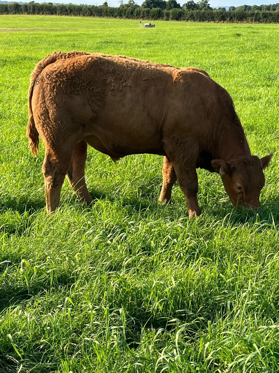 Cracking Ai bred continental bullocks - Image 2