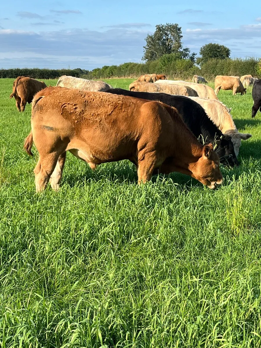 Cracking Ai bred continental bullocks - Image 3