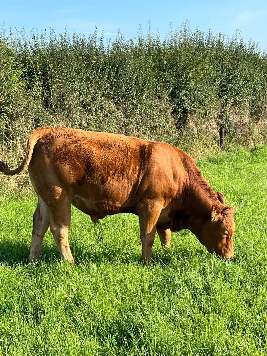 Cracking Ai bred continental bullocks - Image 4