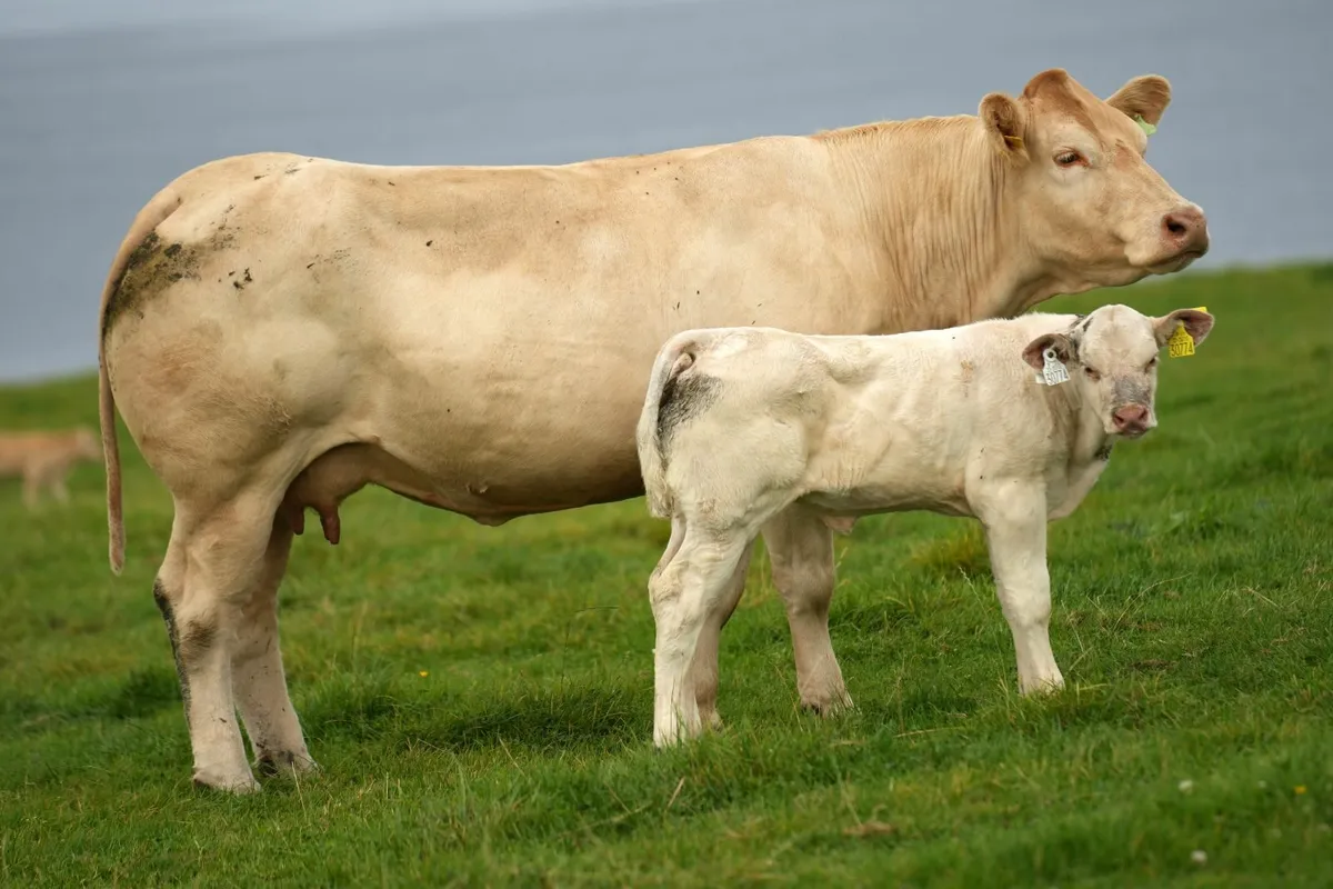 ✨ 2 Super Cows & Charolais Calves ✨ - Image 1