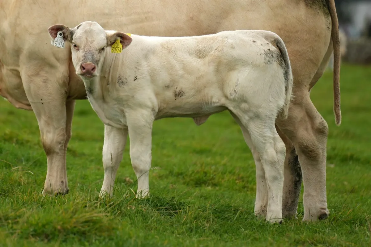 ✨ 2 Super Cows & Charolais Calves ✨ - Image 2