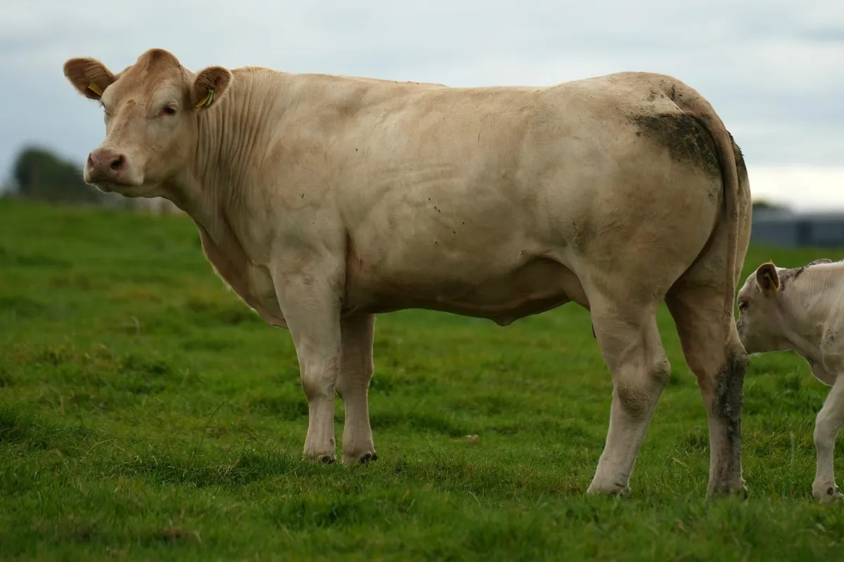 ✨ 2 Super Cows & Charolais Calves ✨ - Image 3