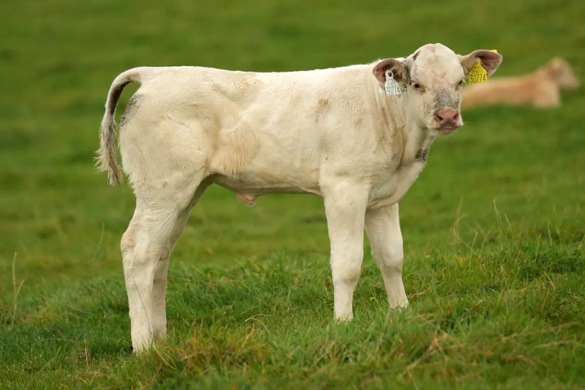 ✨ 2 Super Cows & Charolais Calves ✨ - Image 4