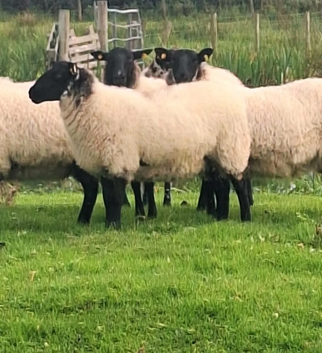 Super Milford Ewe Hoggets - Image 2