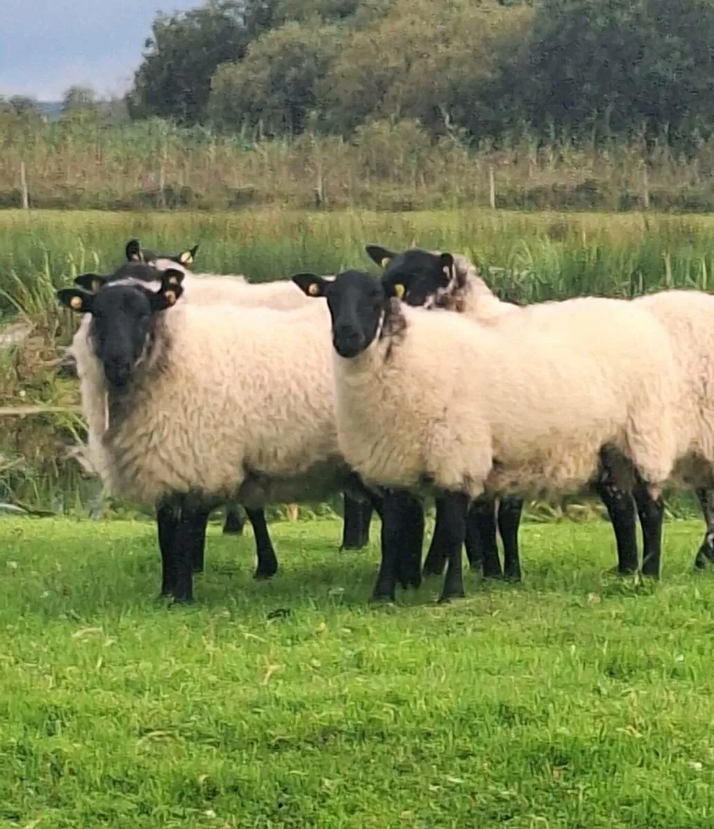 Super Milford Ewe Hoggets - Image 3
