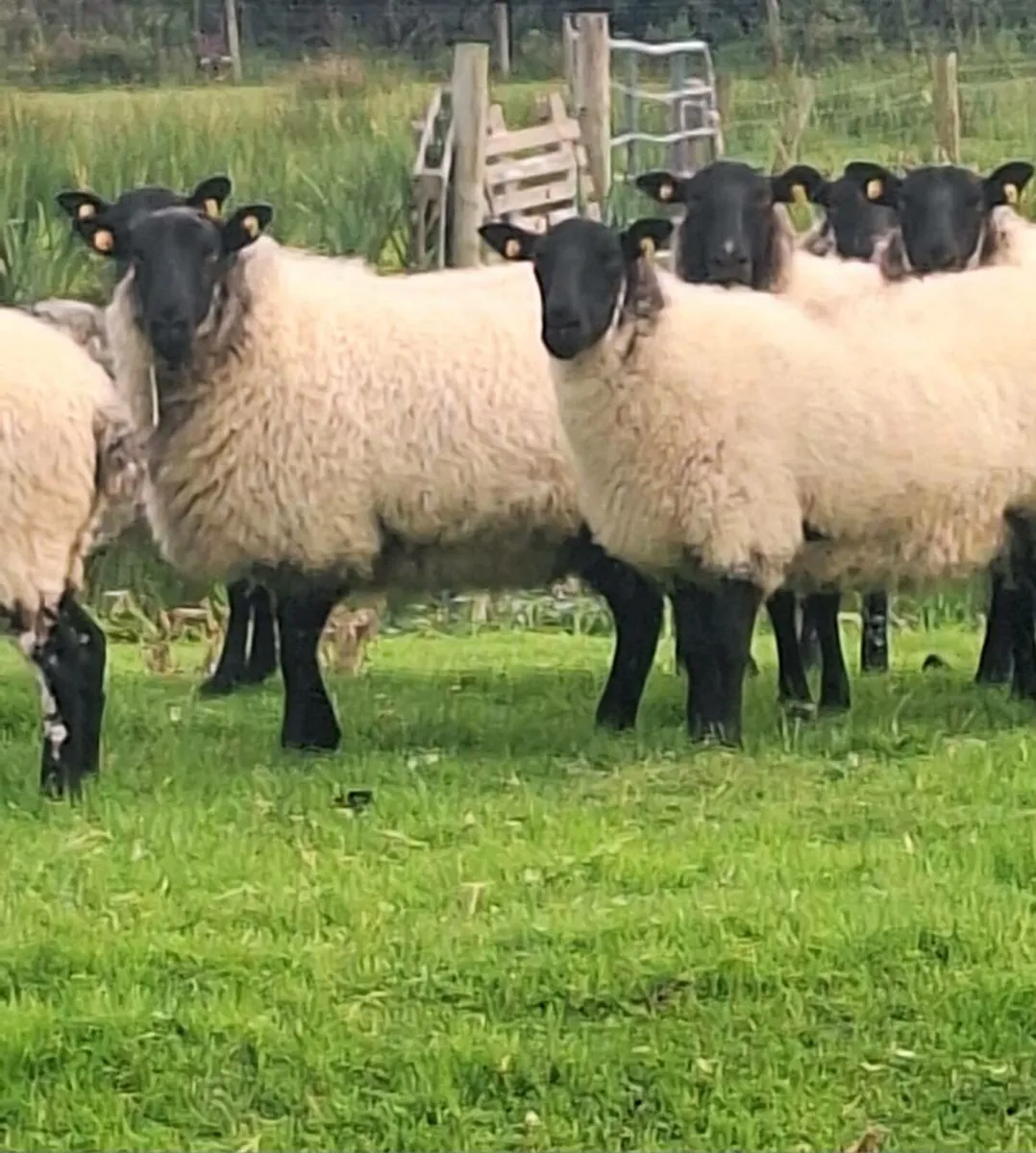 Super Milford Ewe Hoggets - Image 4