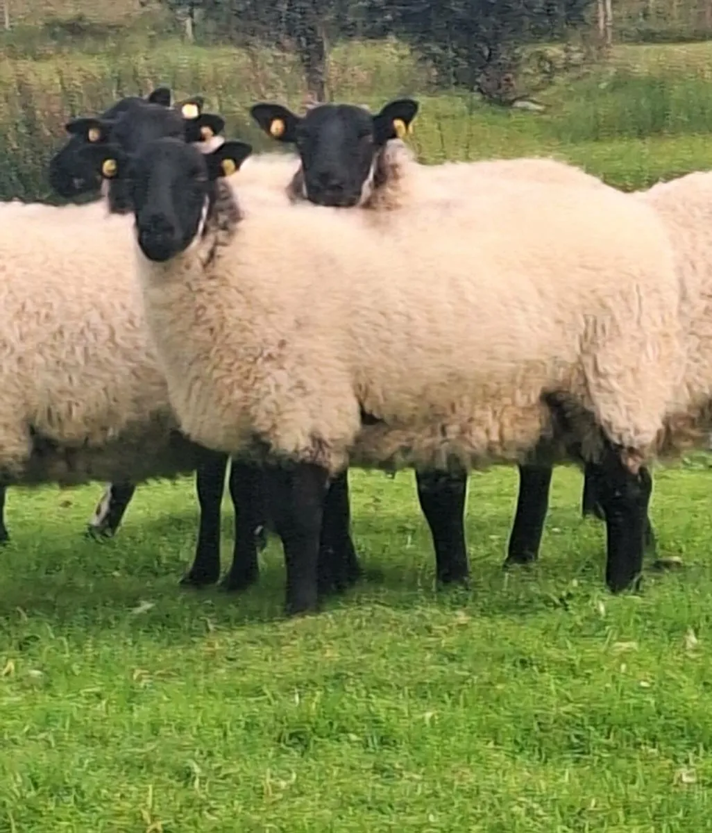 Super Milford Ewe Hoggets - Image 1