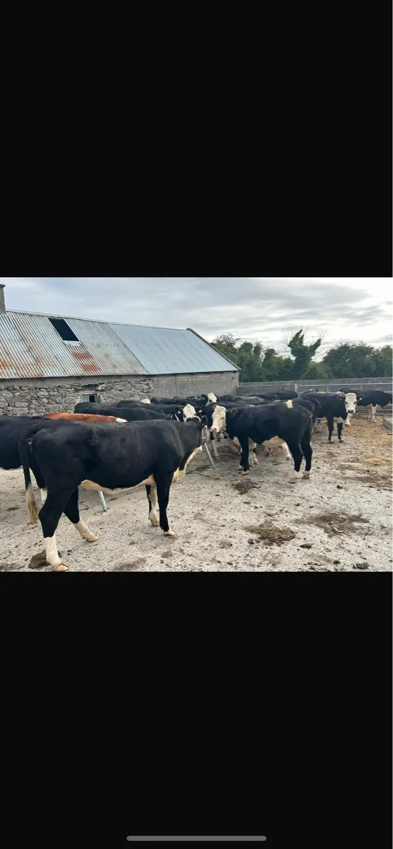 Beef cattle - Image 1