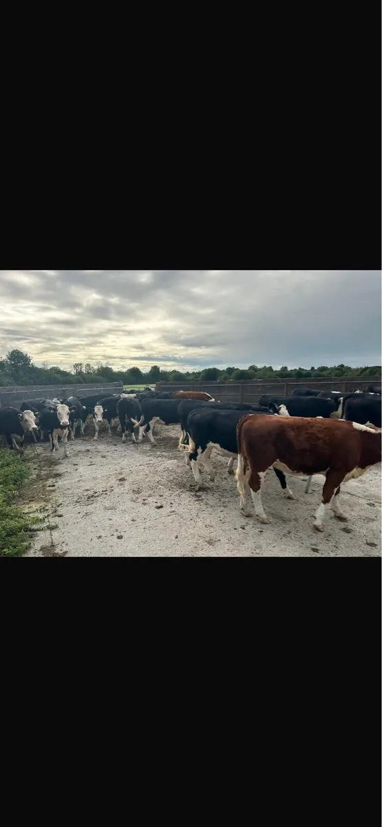 Beef cattle - Image 2