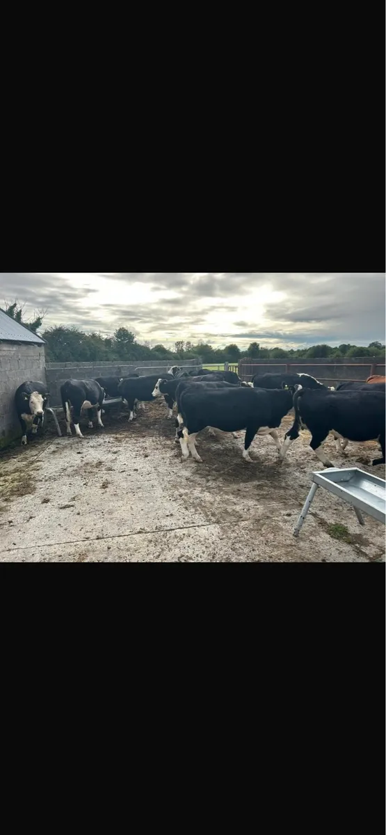 Beef cattle - Image 3