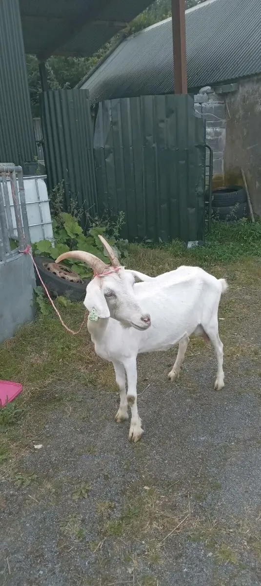 4 year old milking goat - Image 1