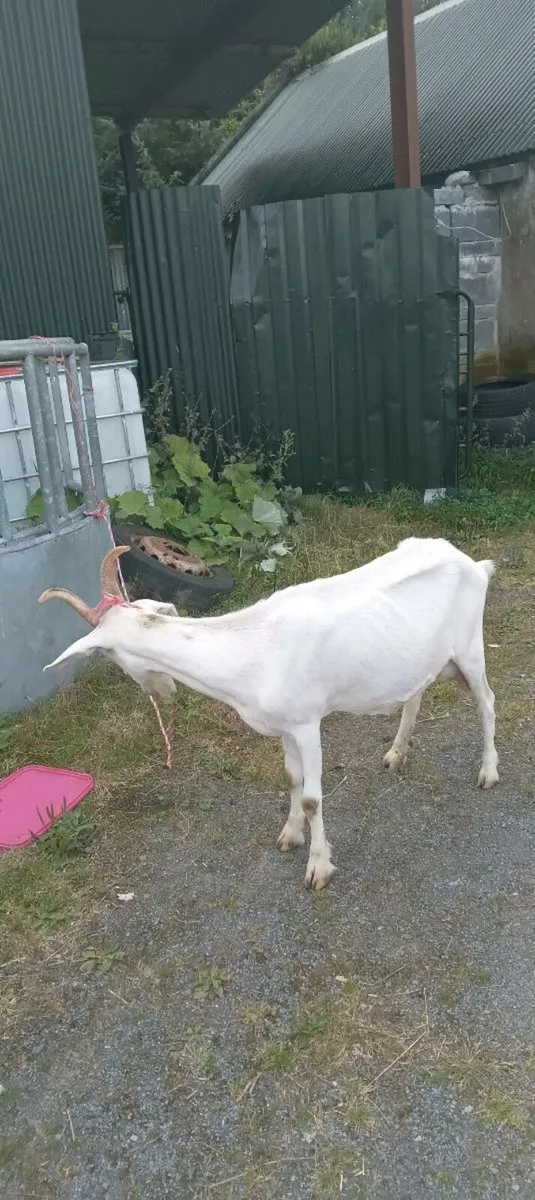 4 year old milking goat - Image 2