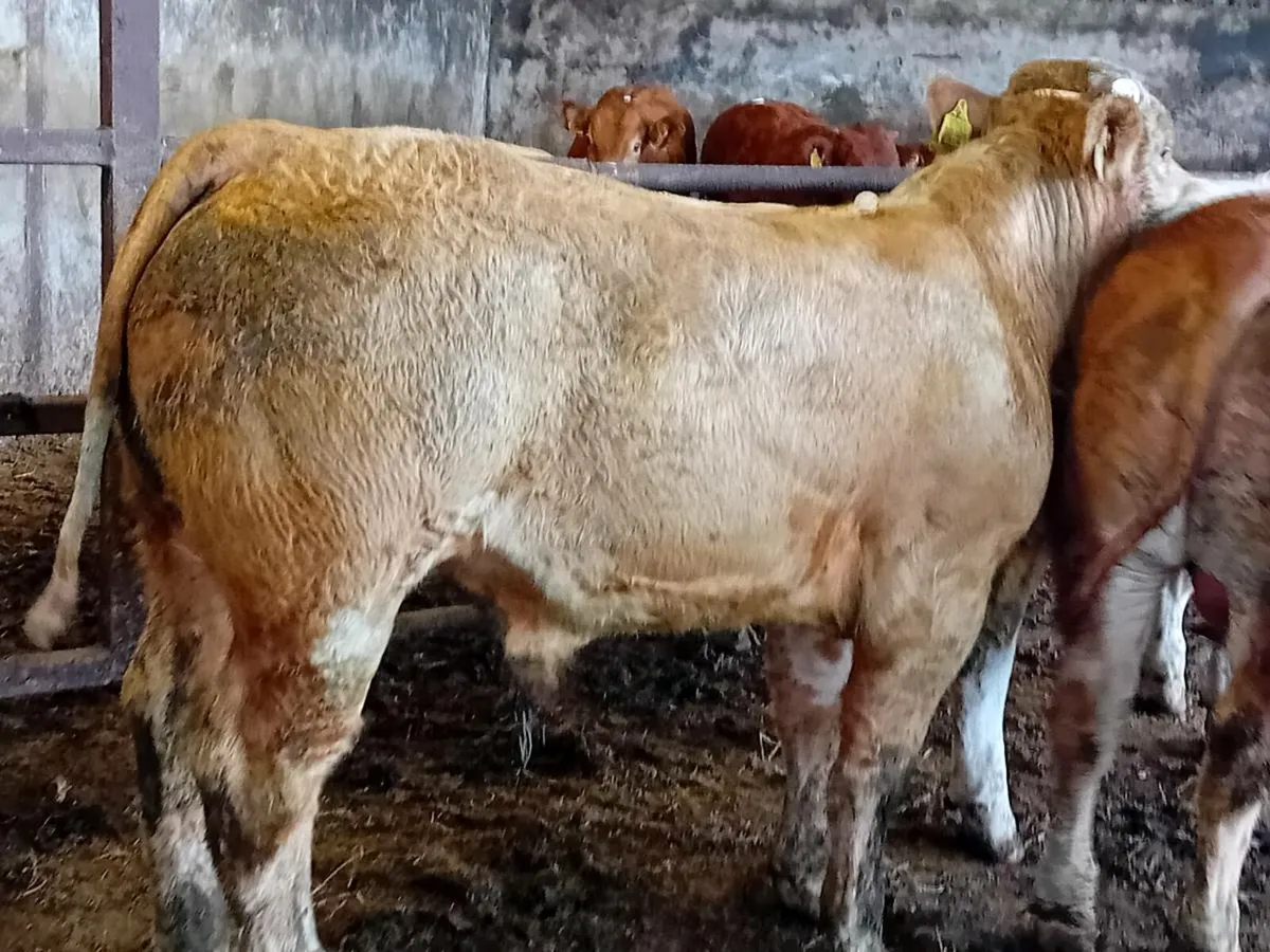 8 Smashing Charlaois bull Weanlings - Image 2