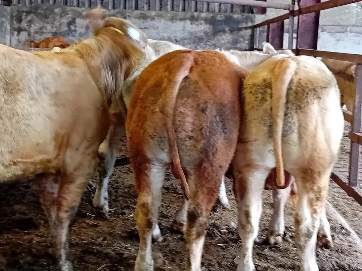 8 Smashing Charlaois bull Weanlings - Image 3