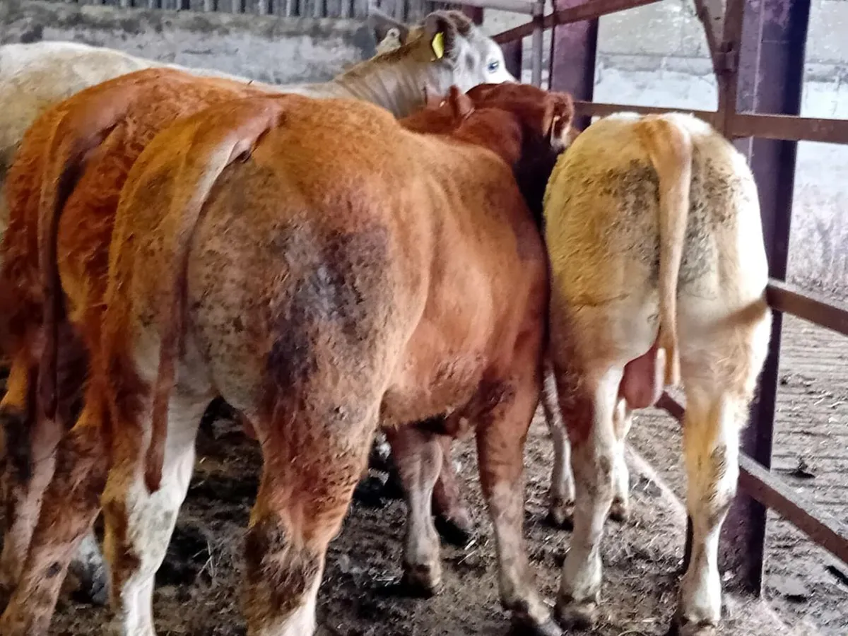 8 Smashing Charlaois bull Weanlings - Image 1
