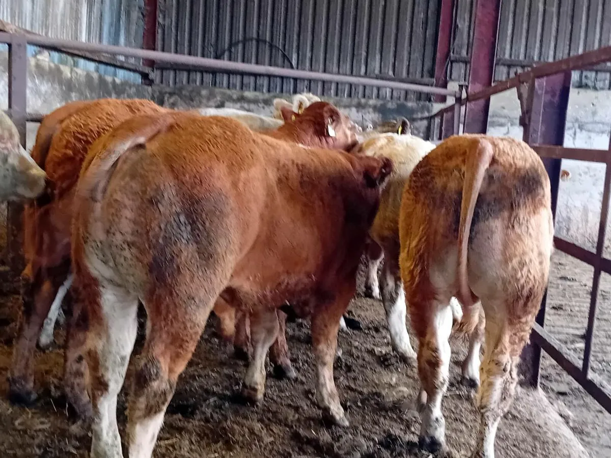 8 Smashing Charlaois bull Weanlings - Image 4