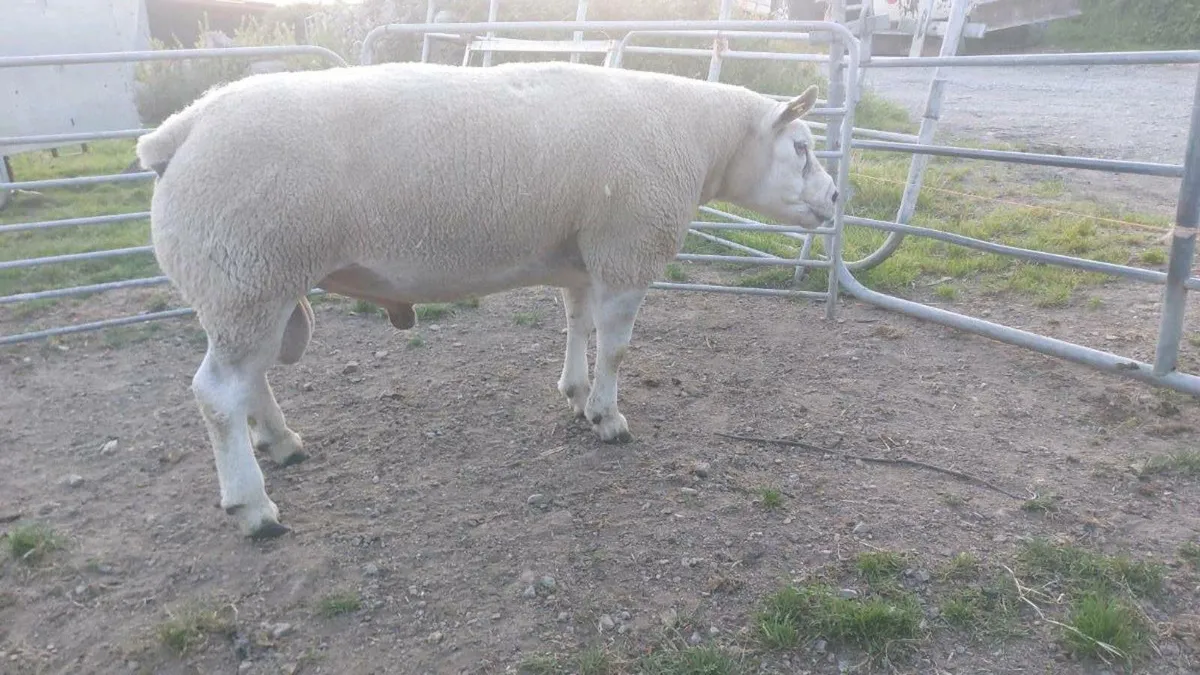Suffolk and texel rams - Image 1