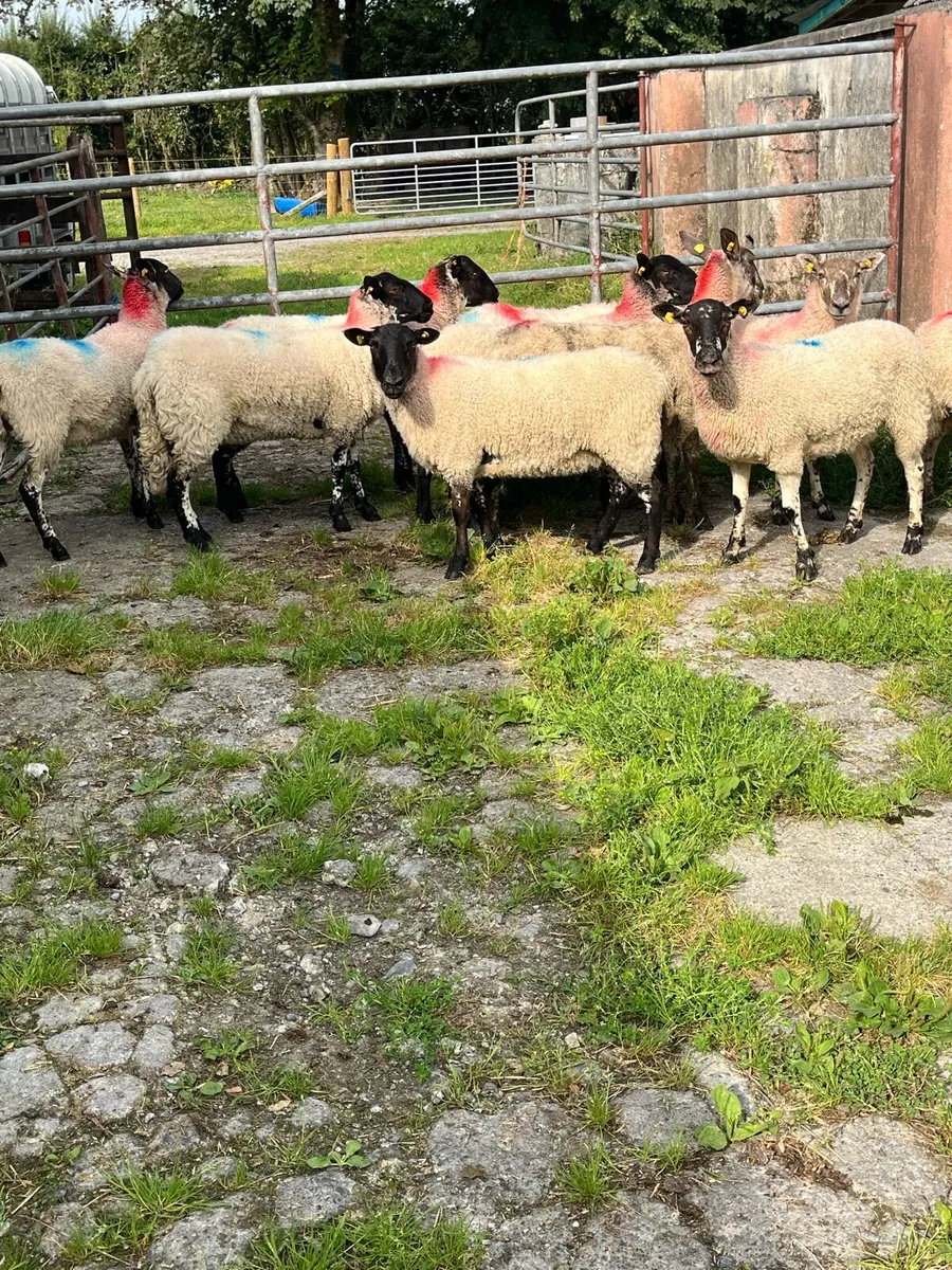 💥12 lovely ewe hoggets 💥 - Image 1
