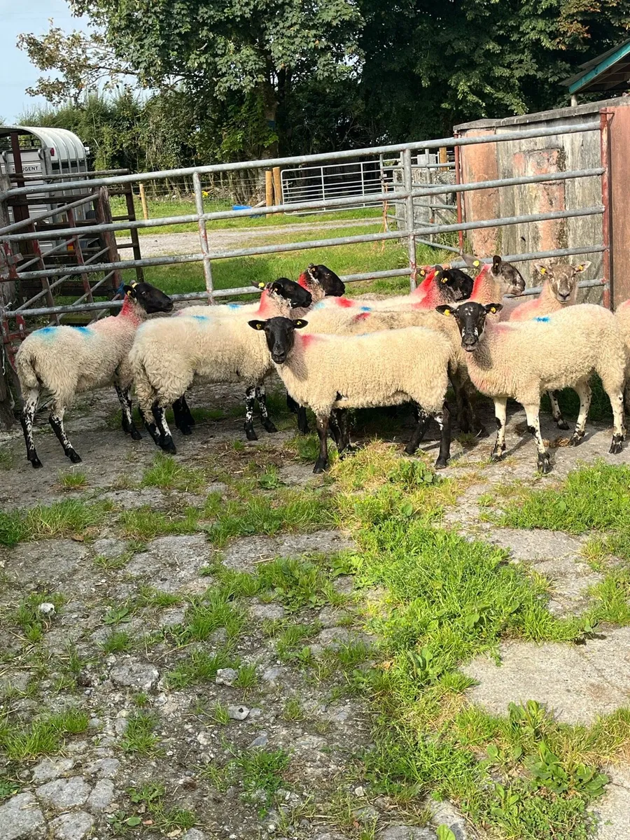 💥12 lovely ewe hoggets 💥 - Image 2