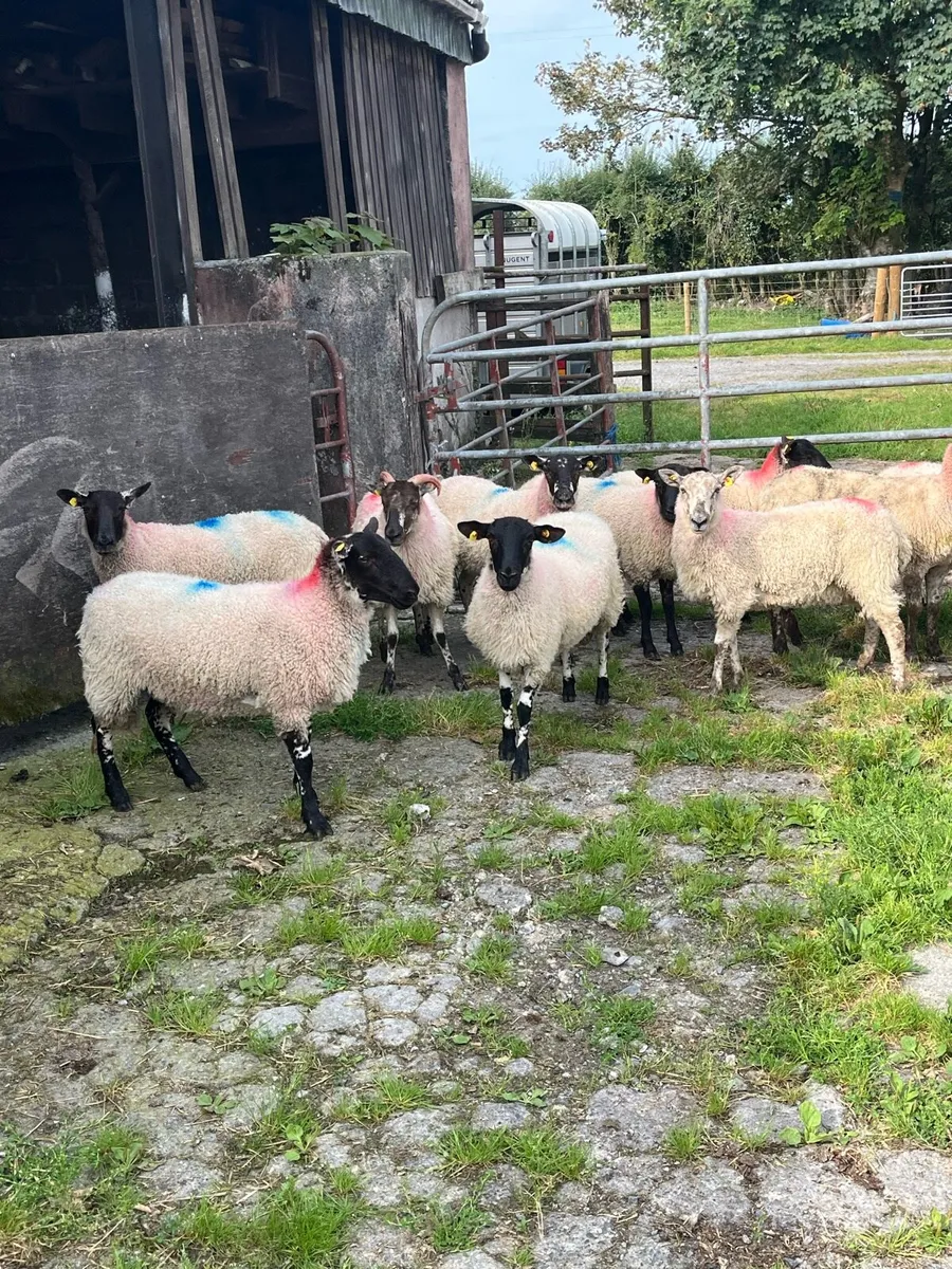 💥12 lovely ewe hoggets 💥 - Image 3