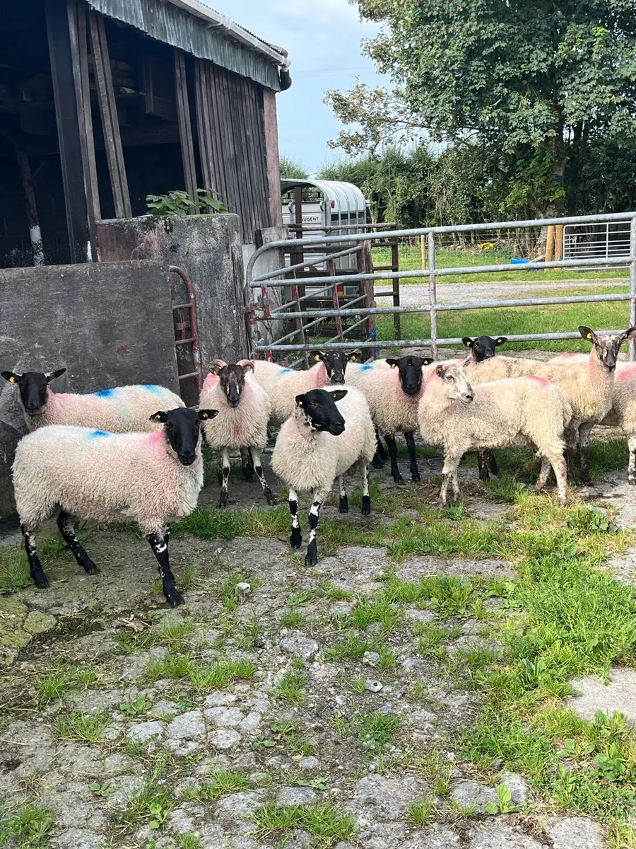 💥12 lovely ewe hoggets 💥 - Image 4
