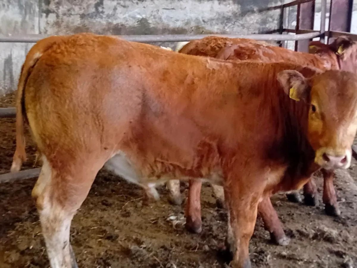 3 Smashing Limousin Bull Weanlings - Image 2