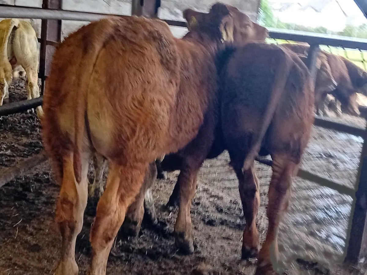 3 Smashing Limousin Bull Weanlings - Image 3