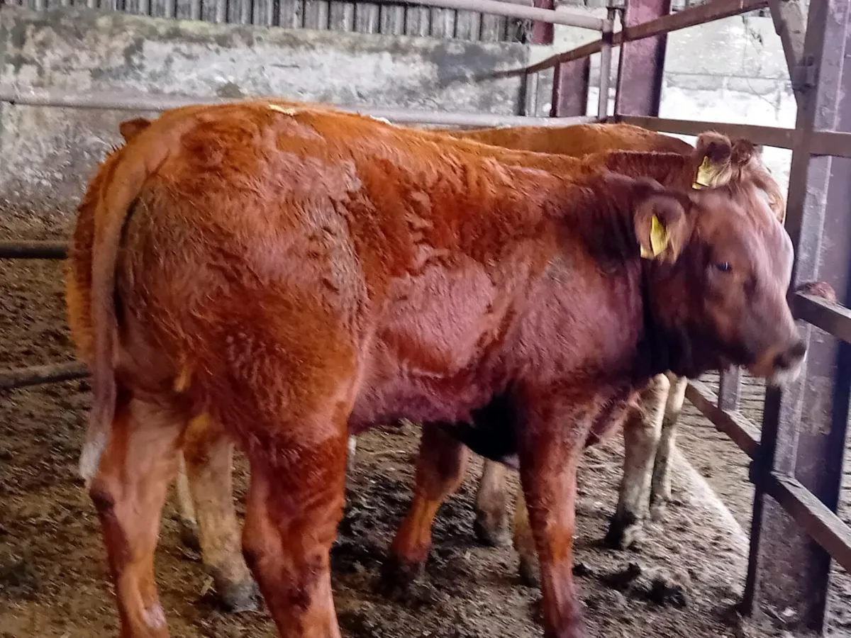 3 Smashing Limousin Bull Weanlings - Image 4