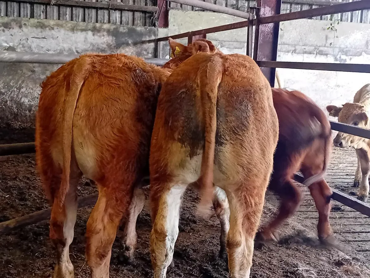 3 Smashing Limousin Bull Weanlings - Image 1