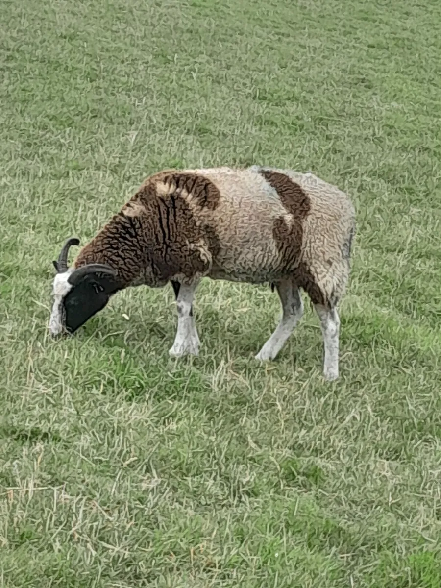 Jacob ewes for sale - Image 1