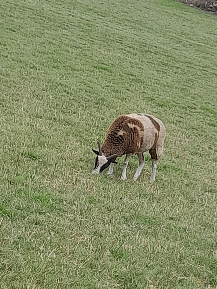 Jacob ewes for sale - Image 2