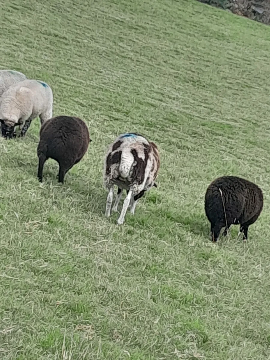 Jacob ewes for sale - Image 3
