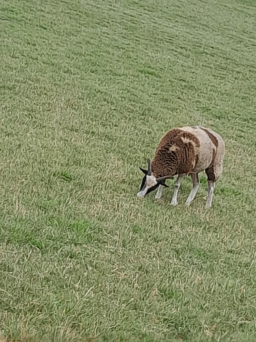 Jacob ewes for sale - Image 4